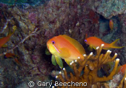 Anthias by Gary Beecheno 